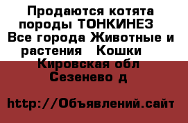 Продаются котята породы ТОНКИНЕЗ - Все города Животные и растения » Кошки   . Кировская обл.,Сезенево д.